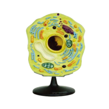 High-Quality 30x20x51cm Plant Cell Model for Educational Biology Instruction