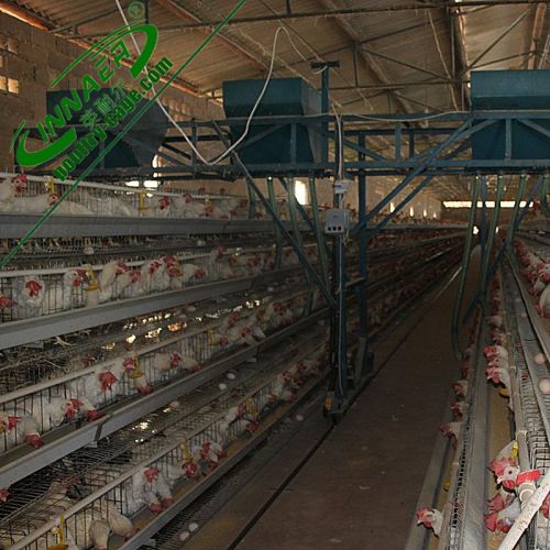 dar es salaam tanzania poultry farm chicken cage