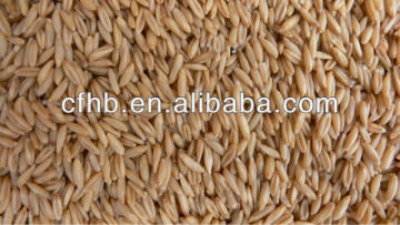 New oats kernels