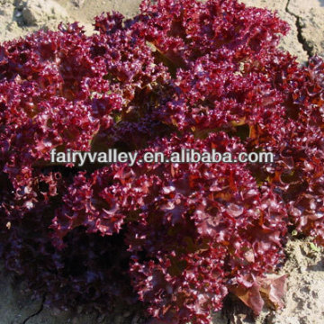 Creamy Green/Purple Leaf Lettuce Seeds For Planting