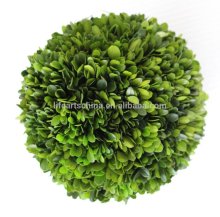 Preserved boxwood ball