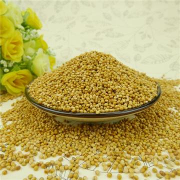 Natural Yellow Millet In Husk For Bird Feeds