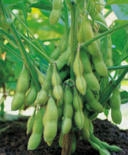 SOYBEANS ANS SOYBEANS OIL FOR SALE