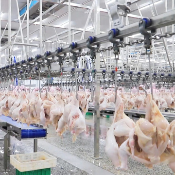 Raniche Automatic Halal Poultry Slaughterhouse Machine 1000 to 5000 BPH