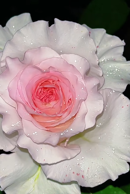 রোজেল রোজ Roselle Rose