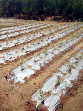 Biodegradable silver and black film for Chile