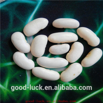 New crop white beans,pulse,peas,long shape