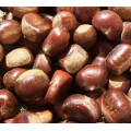Peeled Chestnut Wholesale Healthy Nuts Snacks