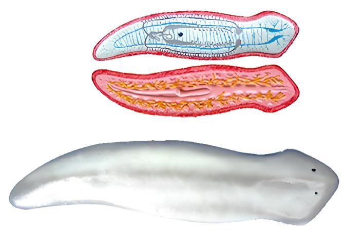 Vortex worm anatomical model