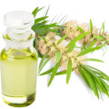 Niaouli Melaleuca quinquenervia var. روغن سینول