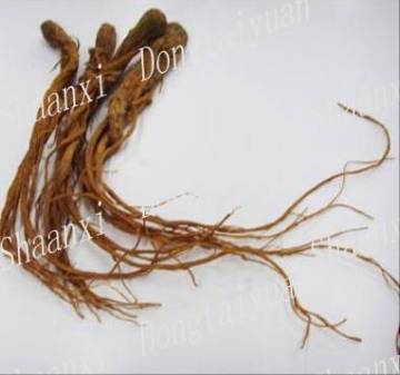 Chinese angelica extract