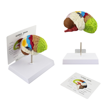 Brain and Bone Anatomy Model for Medical Teaching