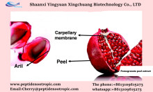 granatum punica granatum extract punica granatum plant
