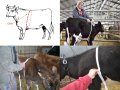動物のための家畜の計量巻尺
