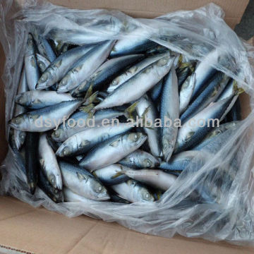 Seafood Fishes frozen pacific mackerel flaps