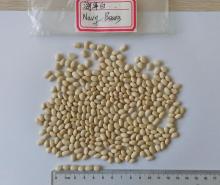 Navy White Differet Type Kindey Beans White