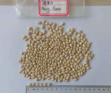 Navy White Differet Type Kindey Beans White