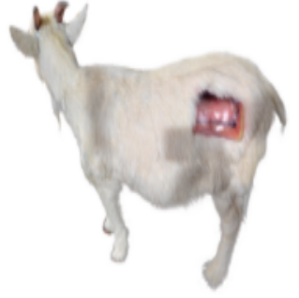 Sheep artificial insemination training model