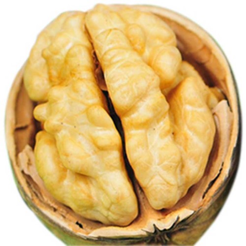 Walnuts In Shell And Without Shell