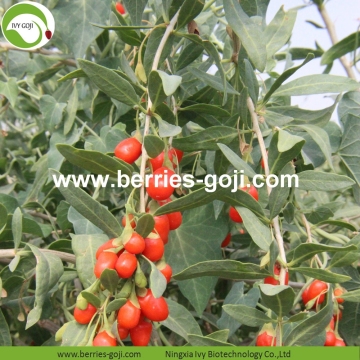 Factory Supply Fruits Packing Bulk Goji Berry