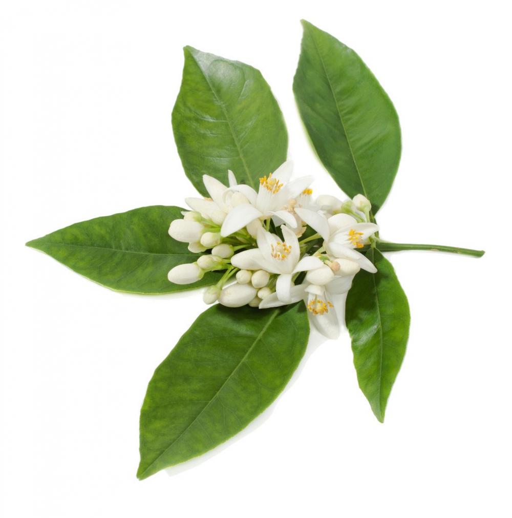 Aceite esencial de neroli de grado cosmético