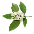 Olio essenziale neroli di grado cosmetico