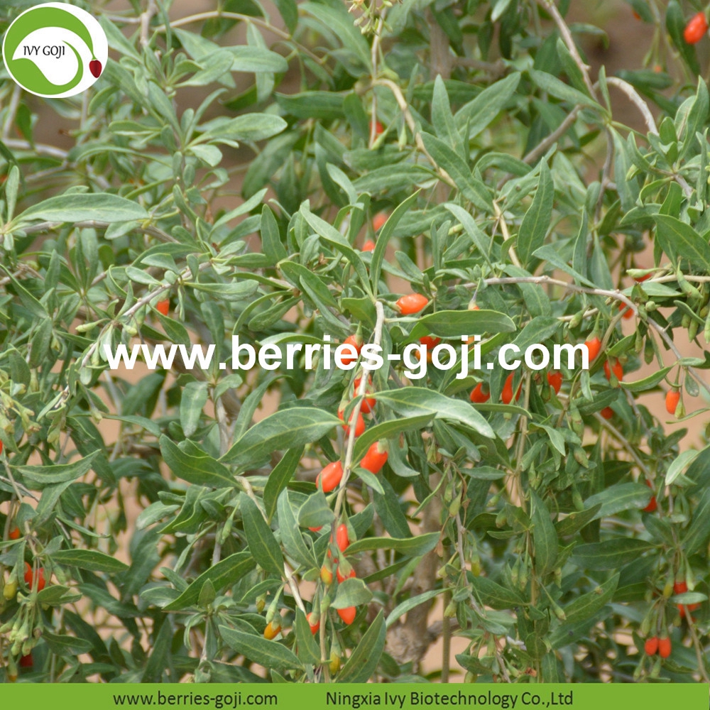 Goji-Beeren goji berry
