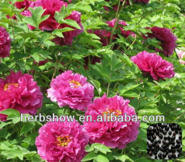 Flower seeds: Peony Seeds