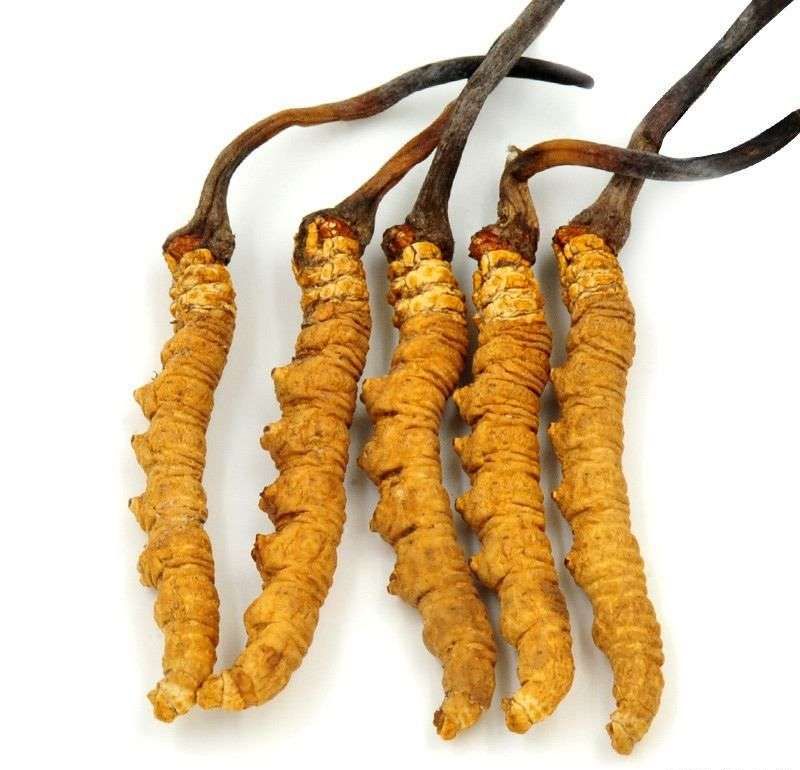 Cordyceps Mycelia Powder1