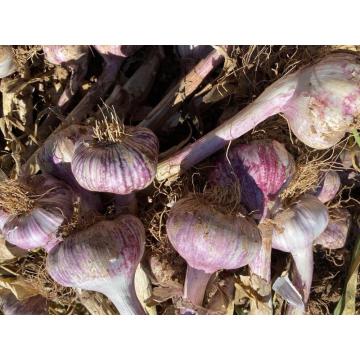 Aglio bianco da 5,0 cm di alta qualità da 5,0 cm