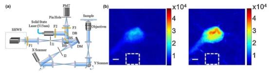 AO confocal microscope system and imaging comparison before and after AO correction