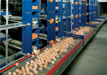 Automatic Egg Collecting Equipment