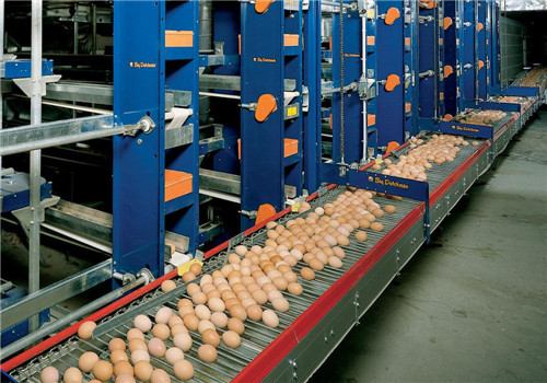 Automatic Egg Collecting Equipment