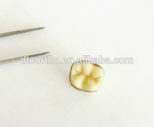 2017 most popular orthodontic dental plain bands