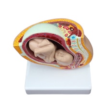 Nine-Months Pregnant Female Anatomical Fetal Model (39-42 Weeks)