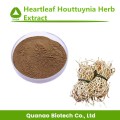 Heartleaf Houttuynia Herb-Extraktpulver 10: 1