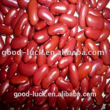 dark red kidney bean factory