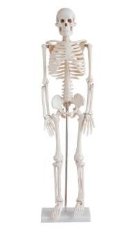 Human Skeleton Model (85cm)