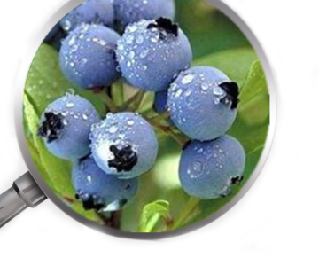 bilberry extract powder blueberry P.E enhance immune system