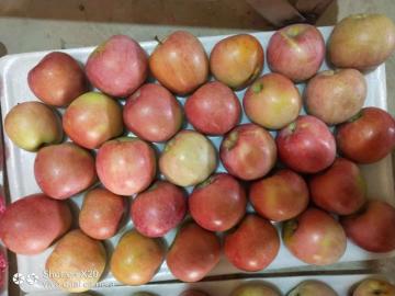 Fresh Fruits Plastic Bagged Fuji