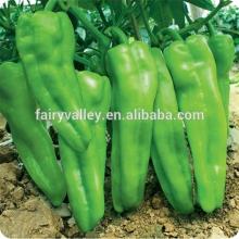 Hybrid high yield pepper seeds for growing-Zao Niu Jiao