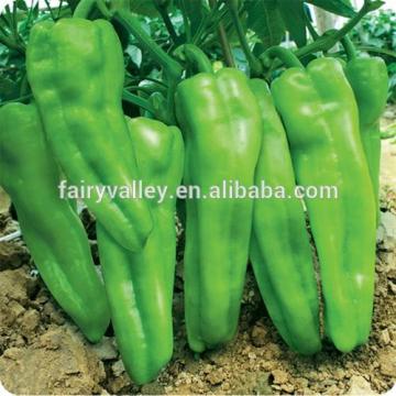 Hybrid high yield pepper seeds for growing-Zao Niu Jiao