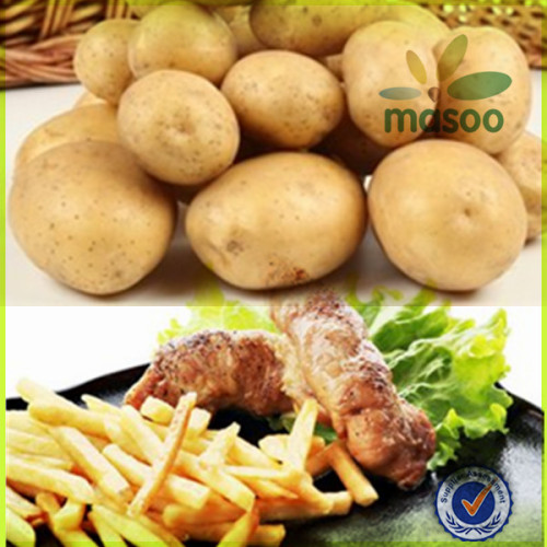 chinese fresh potato(holland variety) 100-200g export price and grade AA