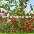 Fabrika toptan GDO Olmayan Paket Wolfberries