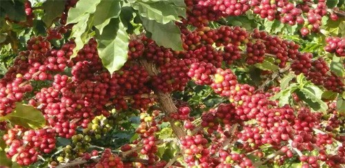 ブラジルのコーヒー豆、緑のコーヒー豆、生のコーヒー豆、コーヒー工場