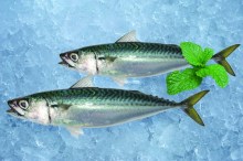 Fresh frozen pacific mackerel