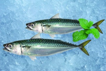 Fresh frozen pacific mackerel