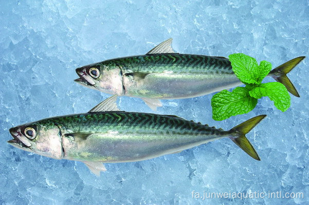 ماهی خال مخالی تازه منجمد اقیانوس آرام