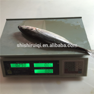Whole torpedo scad frozen hardtail scad fish frozen whole round hard tail scad