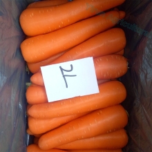Good Quality Fresh Carrots of 2018 Season